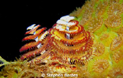 Yellow, red, green and black by Stephen Bardes 